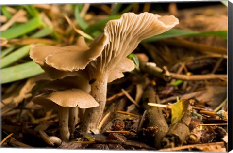 Framed Mushroom, Fungi, Stanley Park, British Columbia Print