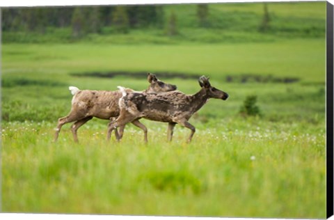 Framed Osborne caribou wildlife, British Columbia Print