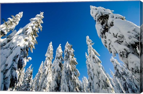 Framed Snow-laden forest, Seymour Mountain, British Columbia Print