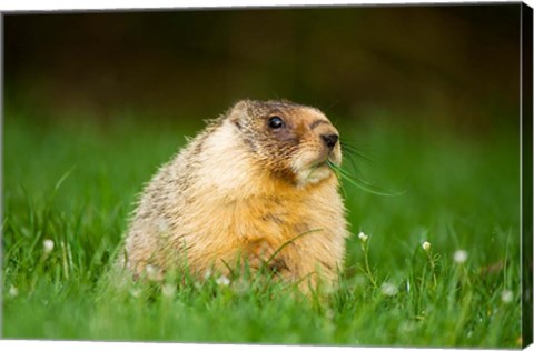 Framed Yellow-bellied marmot, Stanley Park, British Columbia Print