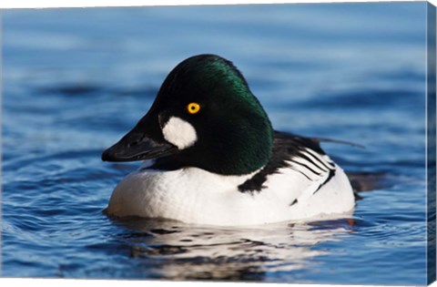 Framed Common Goldeneye Drake, Vancouver, British Columbia, Canada Print