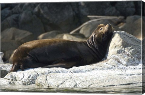 Framed Sea Lions, Batley Island, Pacific Rim, British Columbia Print