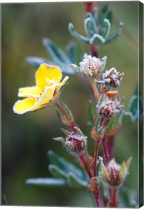 Framed Ice crystals on flowers, Jasper National Park, Canada Print