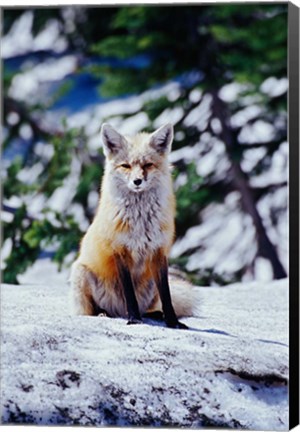 Framed Red Fox on Snow Bank, Mt Rainier National Park, Washington Print