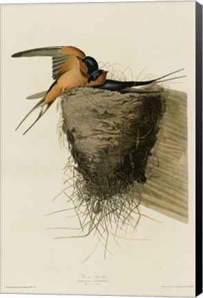 Framed Barn Swallow Print