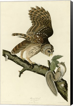 Framed Barred Owl Print