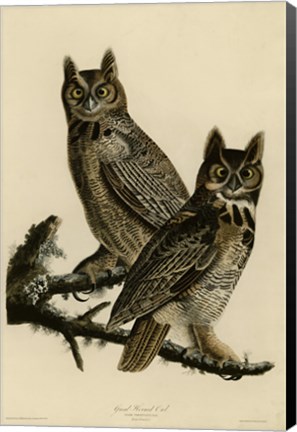 Framed Great Horned Owl Print