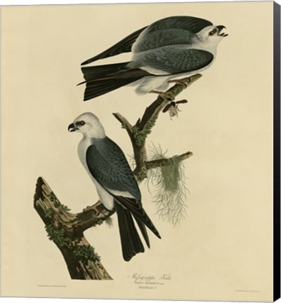 Framed Mississippi Kite Print