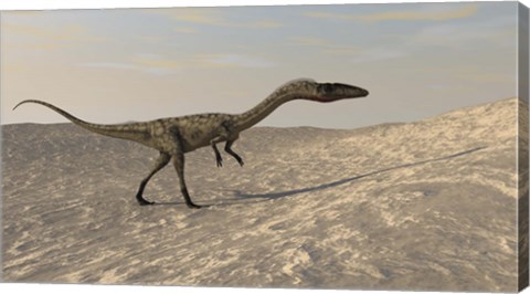 Framed Coelophysis Walking through Desert Print