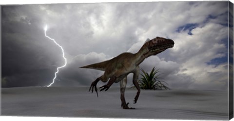 Framed Utahraptor Running Across a Desert Print