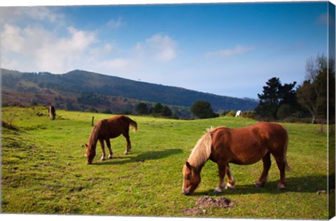 Framed Horses By Jaizkibel Road, Hondarribia, Spain Print