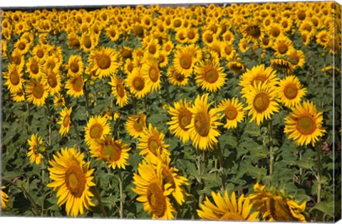 Framed Spain, Andalusia, Cadiz Province Sunflower Fields Print