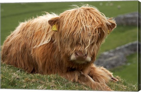 Framed Highland cow, Farm animal, North Yorkshire, England Print