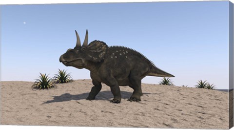 Framed Triceratops Walking across a Barren Landscape 2 Print