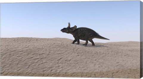 Framed Triceratops Walking across a Barren Landscape 3 Print