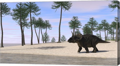 Framed Triceratops Walking along the Shoreline 3 Print