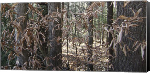 Framed Trees &amp; Leaves Camo Print