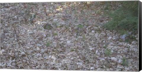 Framed Leaves &amp; Trees Print