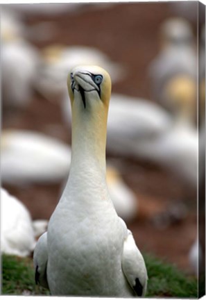 Framed Northern Gannet bird Print