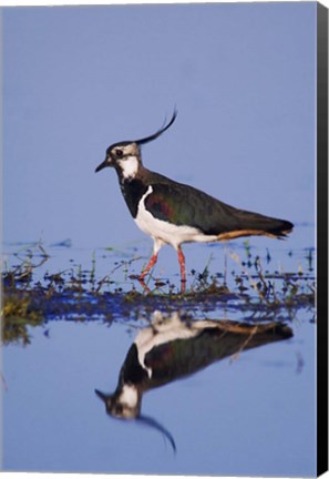 Framed Northern Lapwing Butterfly Print