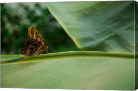 Framed Butterfly on a Leaf Print