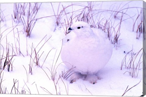 Framed Rock Ptarmigan Print