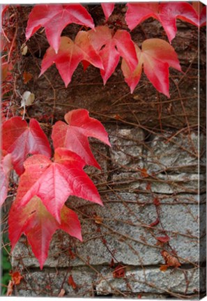 Framed Red Ivy on Stone Wall Print