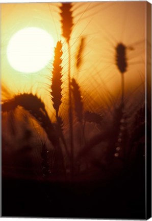 Framed Wheat Plants at Sunset Print