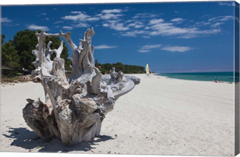 Framed Town Beach Driftwood in Ghisonaccia Print