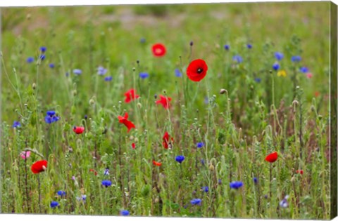 Framed Poppies, Dunkerque Print