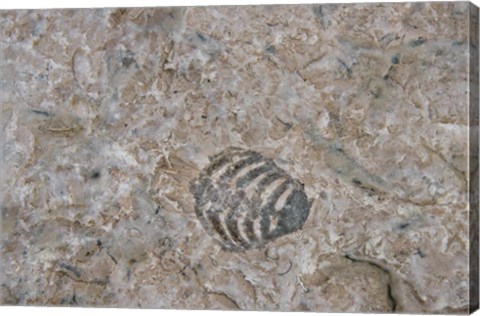 Framed Fossilized Creatures on Akpatok Island Print