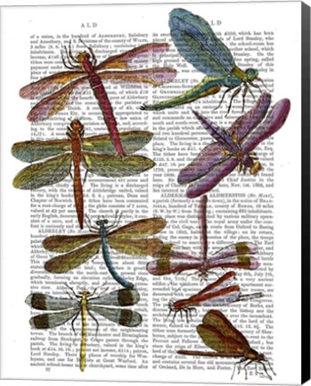 Framed Dragonfly Print 3 Print