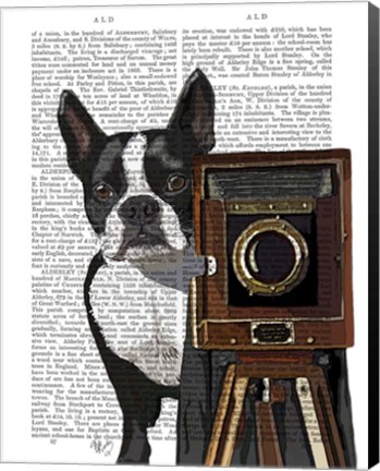 Framed Boston Terrier Photographer Print