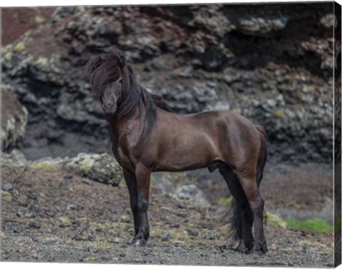 Framed Icelandic Black Stallion, Iceland Print