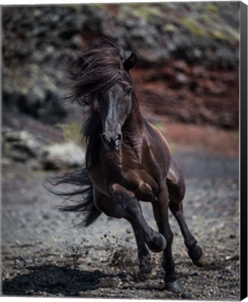 Framed Icelandic Black Stallion, Iceland Print