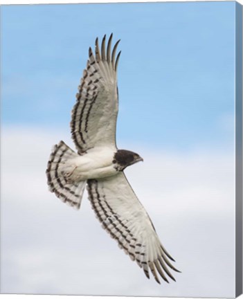 Framed Black-chested snake eagle (Circaetus pectoralis) in flight, Ndutu, Ngorongoro Conservation Area, Tanzania Print