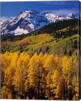 Framed Uncompahgre National Forest, CO Print