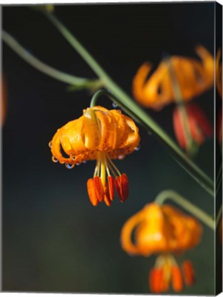 Framed Columbia Lily Flower Blossoms Print