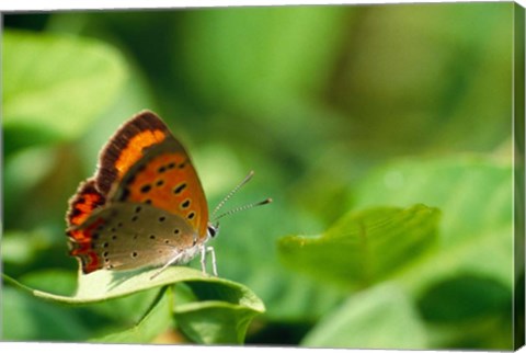 Framed Butterfly on a Leaf Print