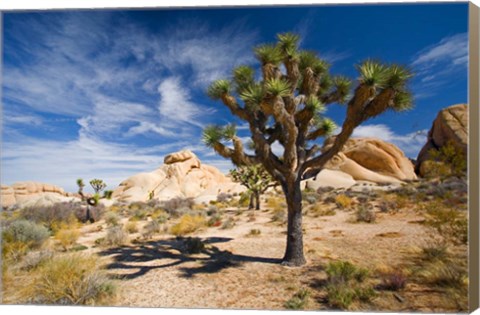 Framed Joshua Tree Shadow Print