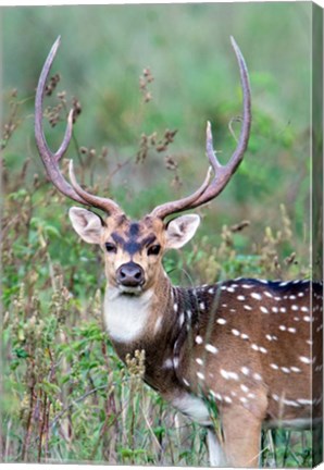 Framed Spotted Deer,Kanha National Park, Madhya Pradesh, India Print