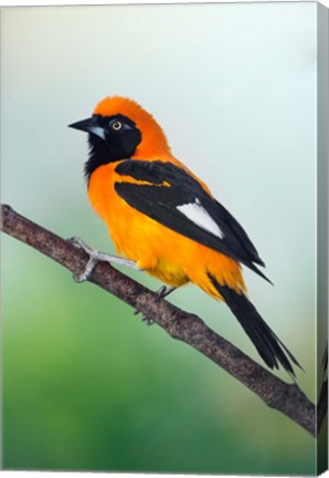 Framed Venezuelan Troupial, Pantanal Wetlands, Brazil Print