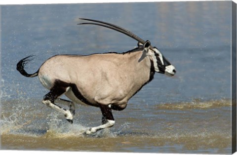 Framed Gemsbok, Etosha National Park, Namibia Print