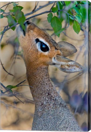 Framed Damara Dik-Dik, Etosha National Park, Namibia Print