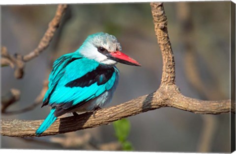 Framed Woodland Kingfisher, Tarangire National Park, Tanzania Print