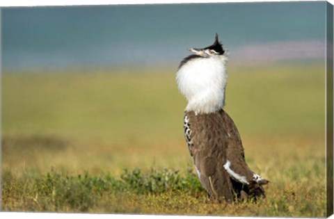 Framed Kori Bustard, Ngorongoro Conservation Area, Tanzania Print