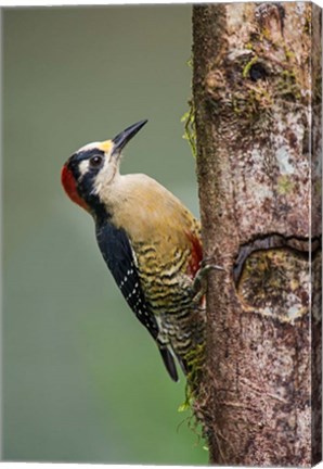 Framed Black-Cheeked Woodpecker, Sarapiqui, Costa Rica Print