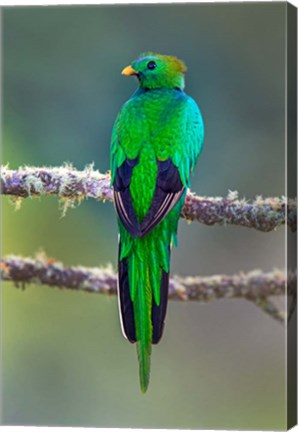 Framed Bird on a Branch, Savegre, Costa Rica Print