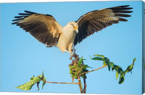 Framed Yellow-Headed Caracara, Pacific Coast, Costa Rica Print