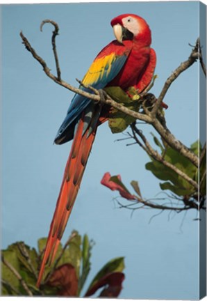 Framed Scarlet Macaw Tarcoles River, Pacific Coast, Costa Rica Print